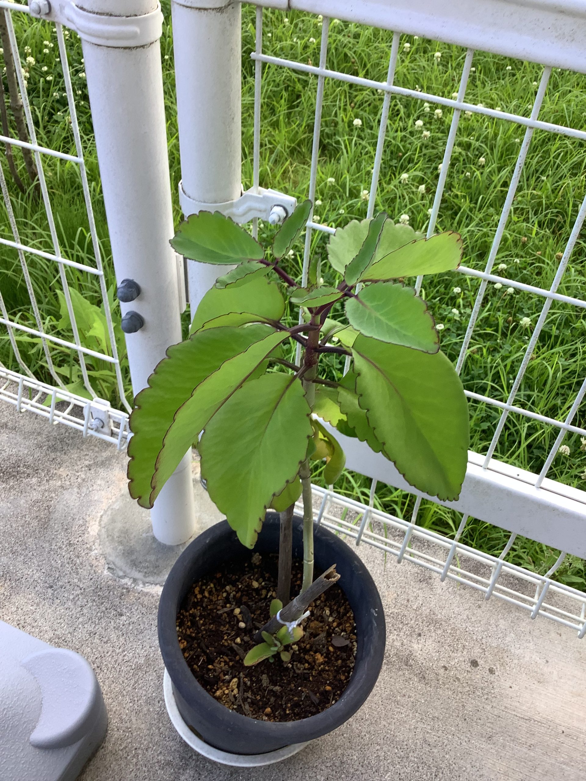 幸せの葉っぱマザーリーフ🌿【ハーモニーみどりヶ丘アネックス